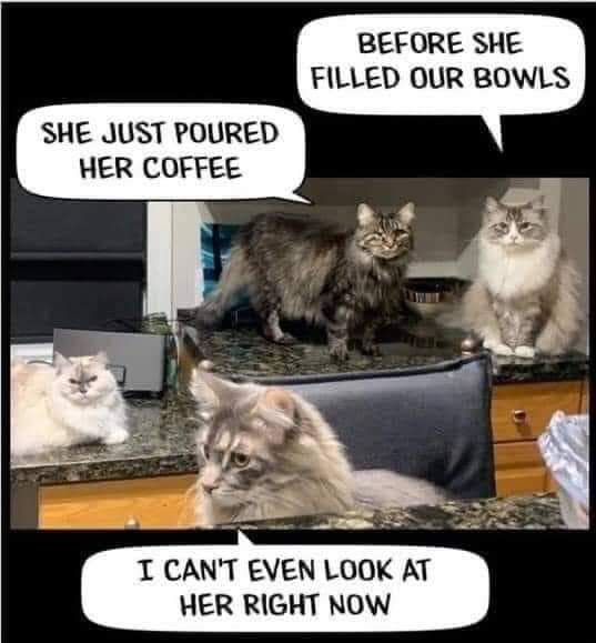 ReadingIsOurPas's tweet image. Thanks dear Nina!! Good Morning and happy #F9 #Spycats #caturday wishes ❤️