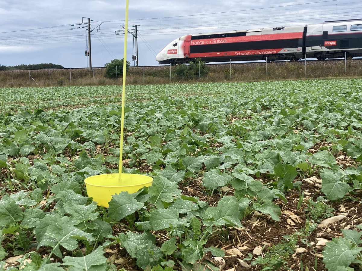 BONNIN1402's tweet photo. J’ai mis une #CuvetteJaune @OlivierCOSTE2 avec @TGV_Lyria au #pk151 mais tu peux prendre le @TGVINOUI N9826 pour Montpellier et fuir la 🌧️.
Les colzas des Plateaux sont magnifiques. La LGV va être jolie en avril.
D’ailleurs @terresinovia j ai l’impression que les surfaces 📈📈. https://t.co/mAVljoCn4Z