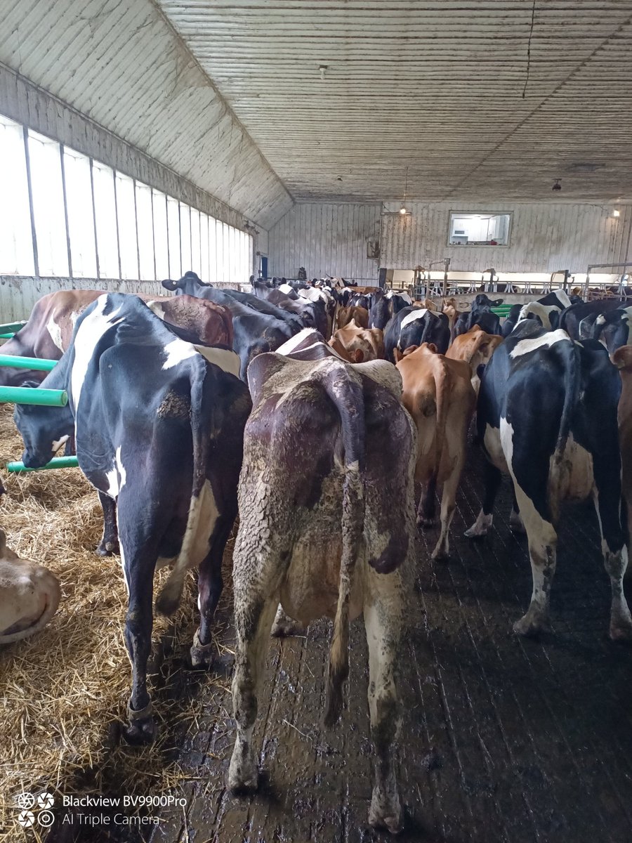 I don't know what it is about certain cows. But some just want to be dirty. 5 acres of pasture and deep beded stalls and this one finds the only dirty spot to lay.