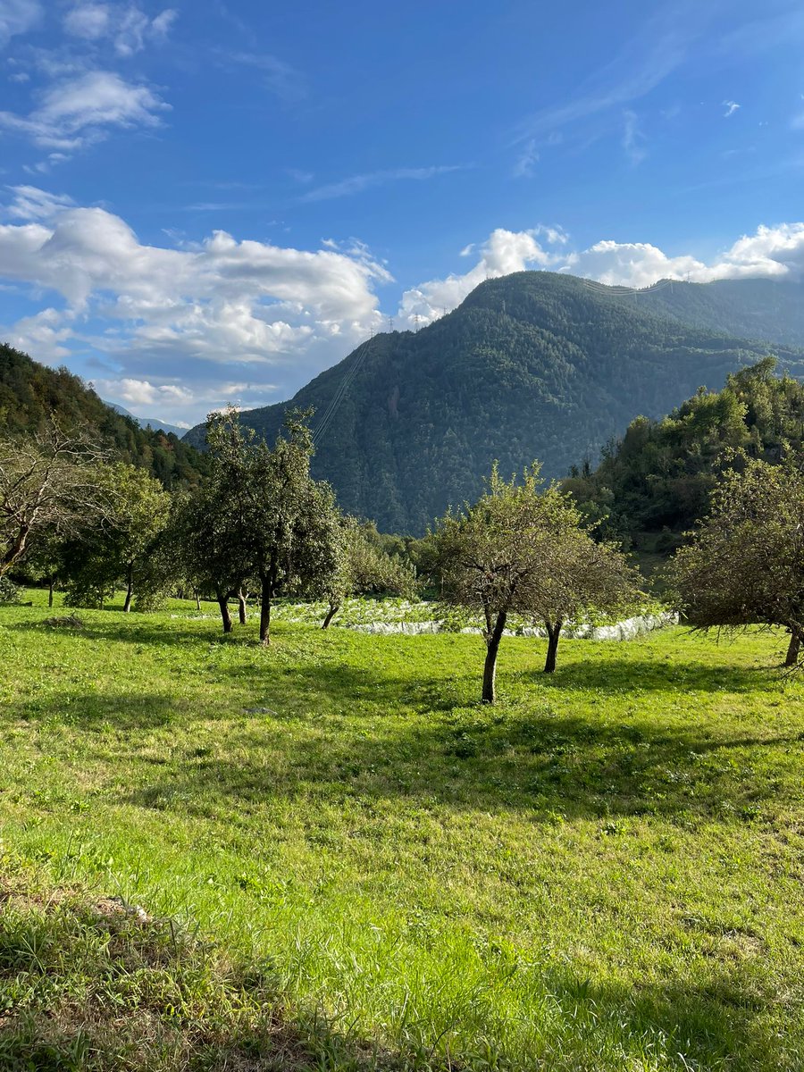 viticoliunimi's tweet photo. Ieri si è svolto a Edolo l’incontro “Vitigni PIWI alla prova in campo ed in cantina”. Dopo aver visitato i vigneti della cooperativa @alpi_adamello_vino si è svolta una degustazione di vini ottenuti da vitigni PIWI (in collaborazione con @civit_vitis_innovation e VCR). https://t.co/F6bh3sYSsJ