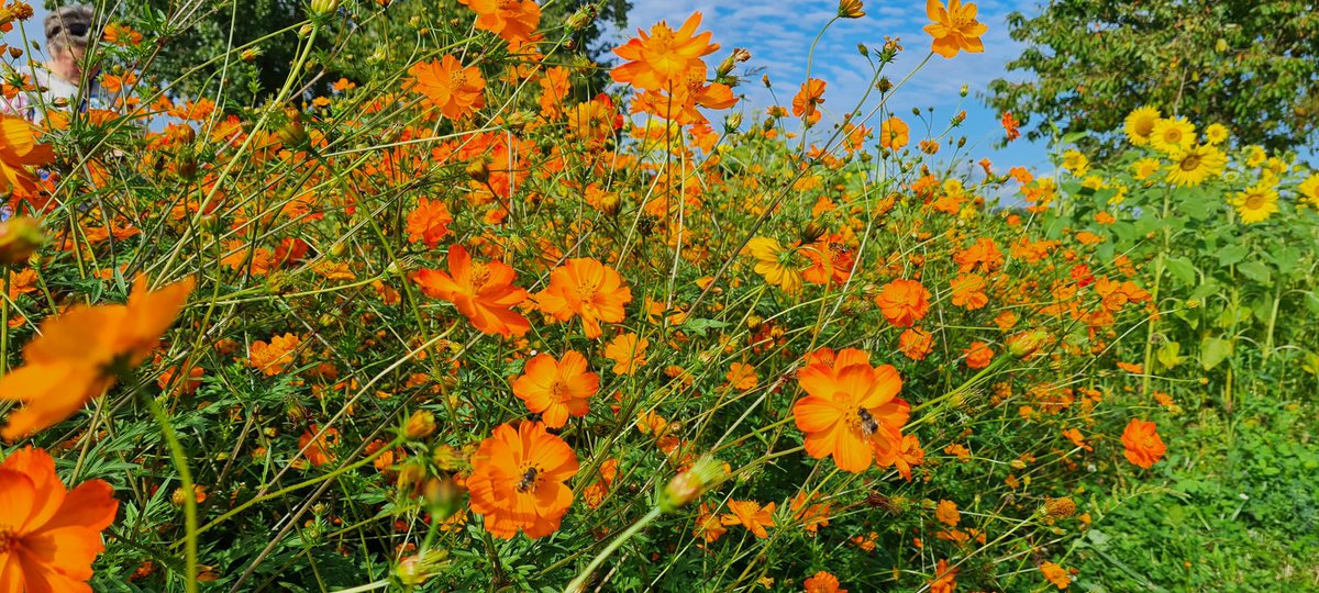 Hilde Anna de Vries tweet media