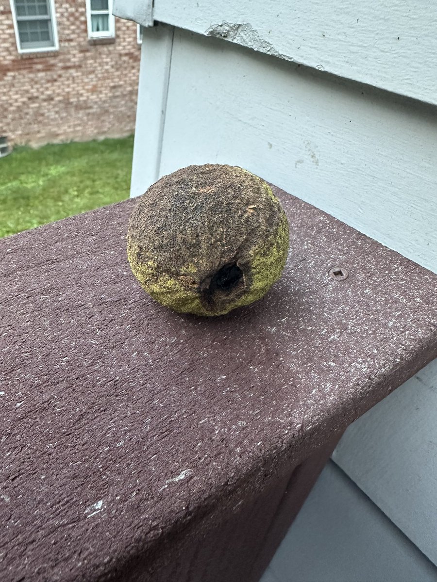 LordDolish's tweet image. Saw this ‘thing’ on my deck railing, just like this. Wondering what the ‘Running Gods’ telling me! #Running #RunningProblems #ThingsIHate