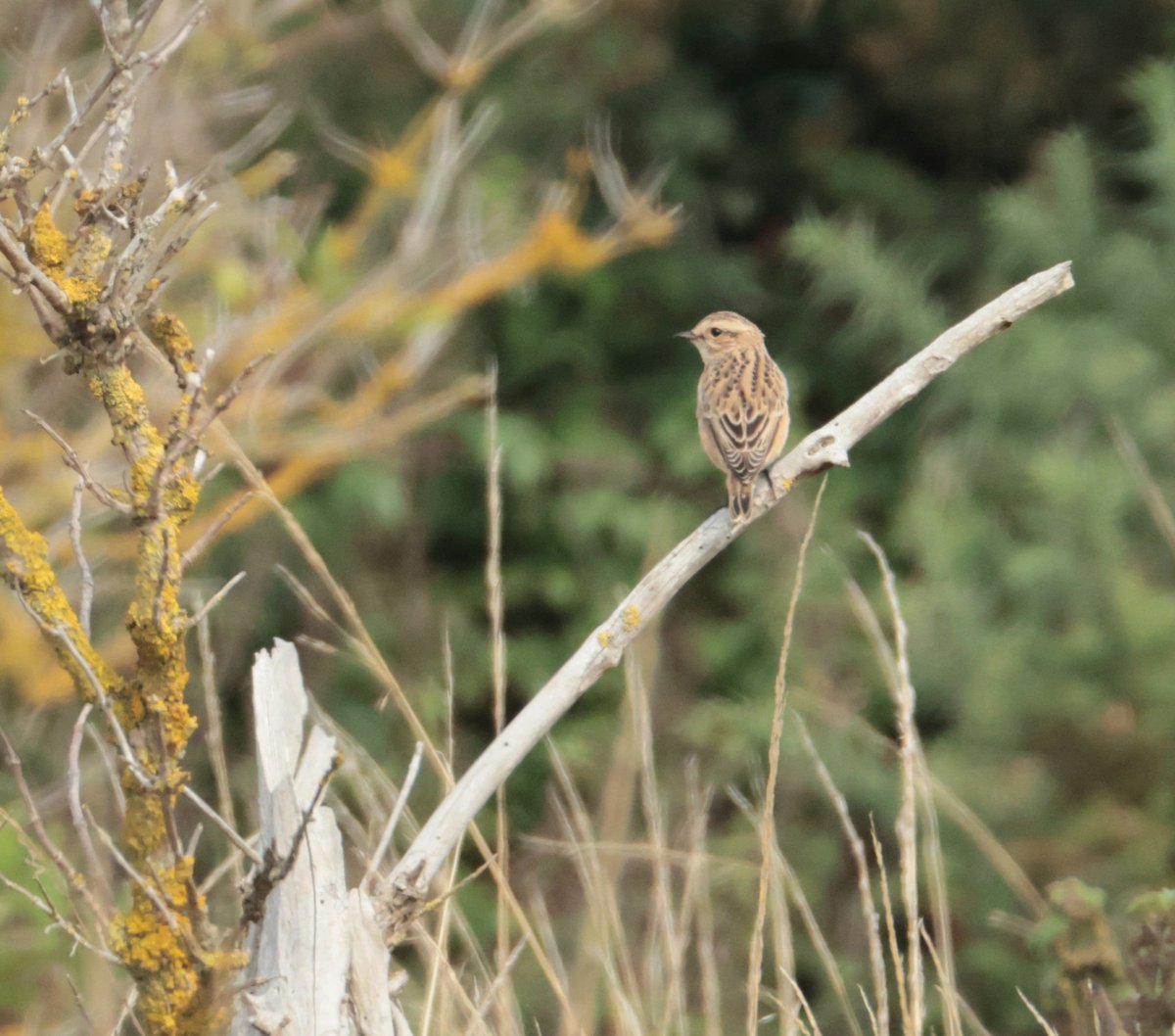 Daryl Rhymes tweet media