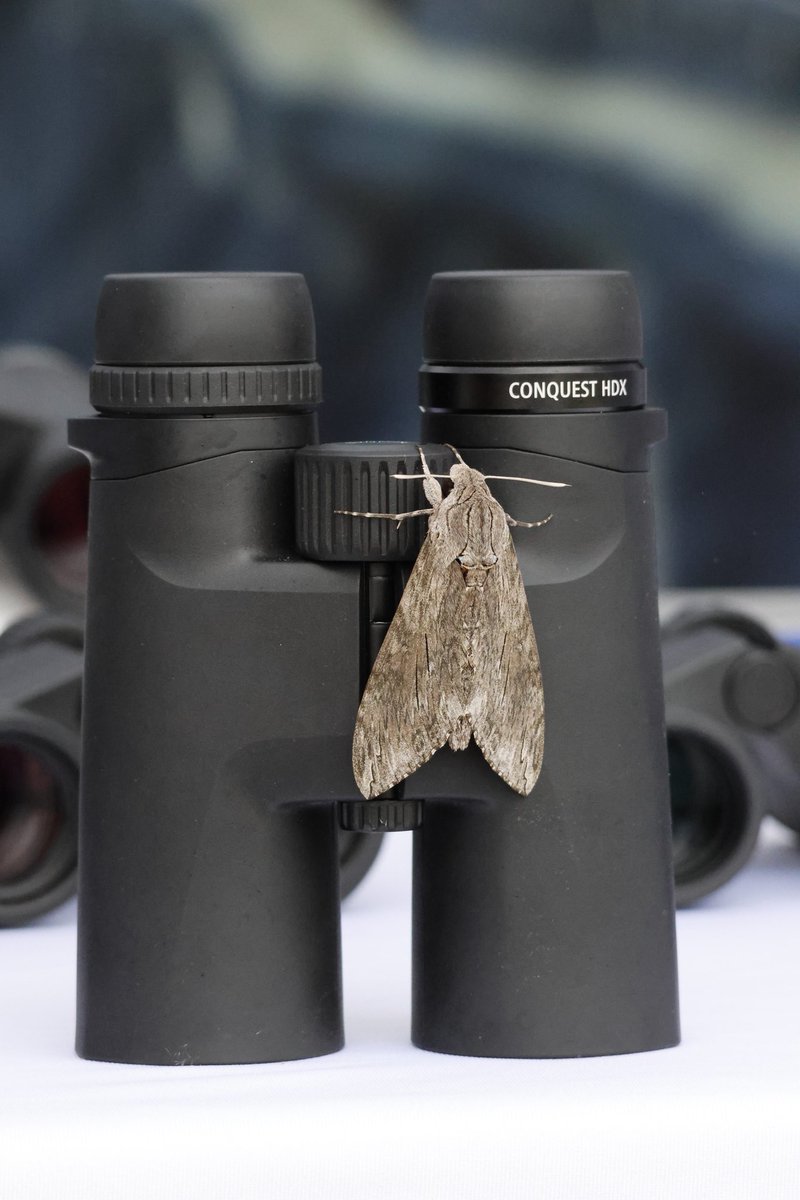 Plenty of interest in the new Conquest HDX here at Spurn for Migfest. 
Even from the moths... here pictured with a Convolvulus Hawk-moth.