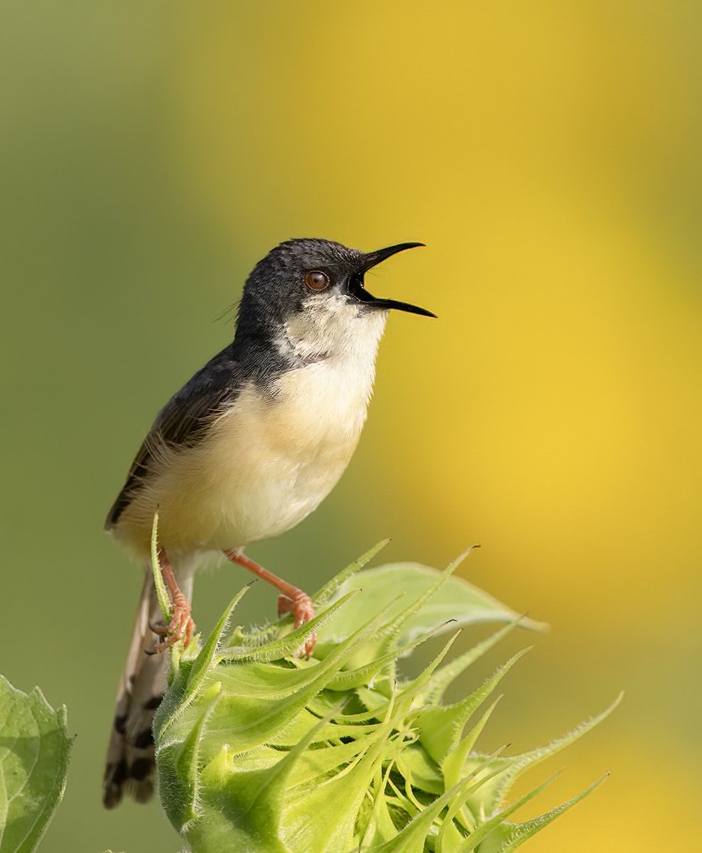 Ashy Prinia calling out in a sunflower field 
.
 #IndiAves #ThePhotoHour #birds #birdwatching #birdphotography #birding #NaturePhotography #BBCWildlifePOTD #BirdTwitter #warbler #Sunflower #yellow