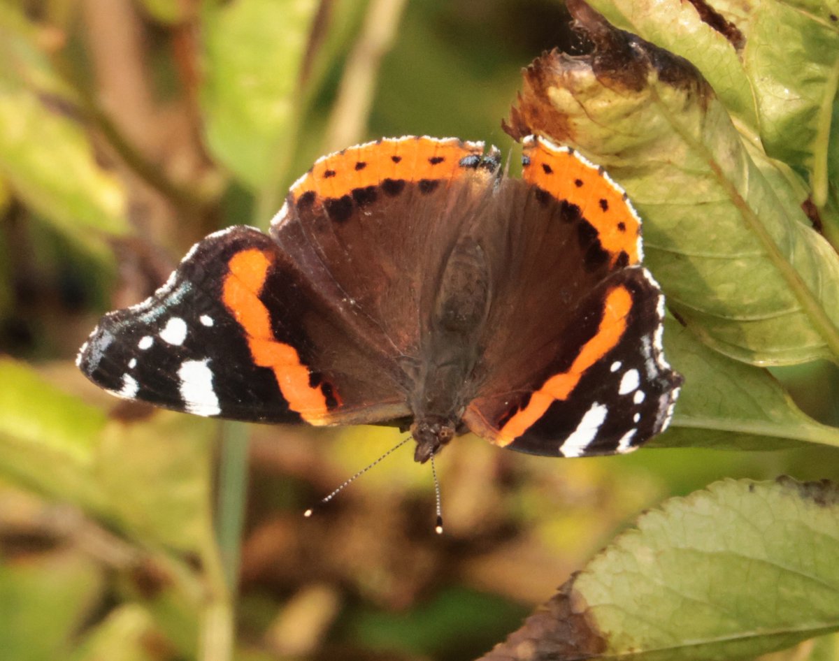 Daryl Rhymes tweet media