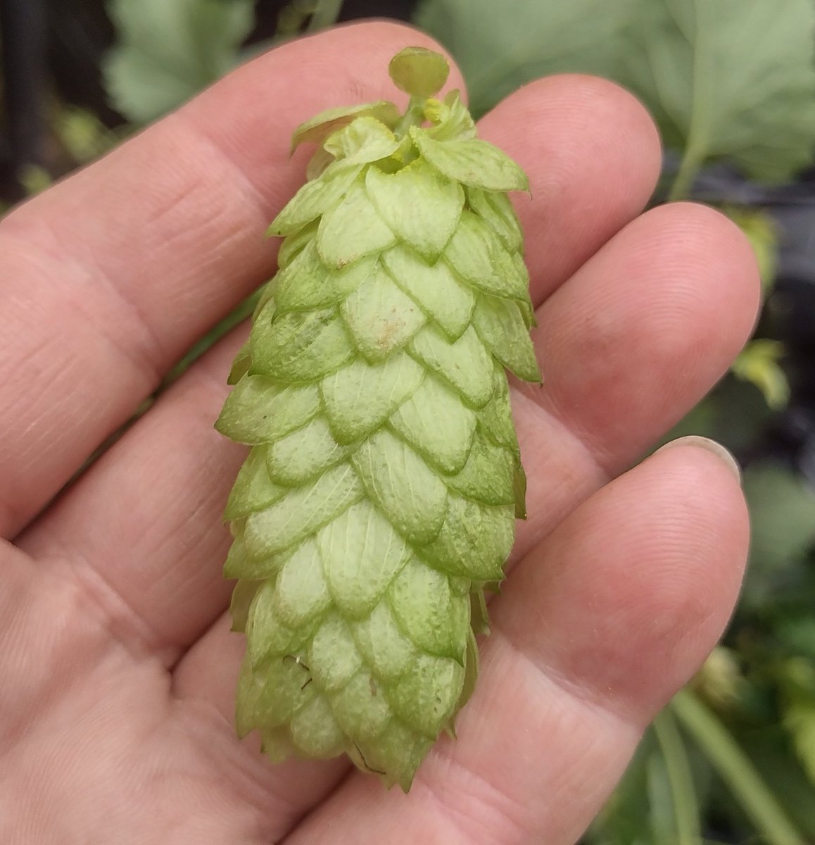 Now I've got 5 bags of Prestwich fuggles to pick courtesy of <a href="/MrsBeerNouveau/">MrsBeerNouveau</a>