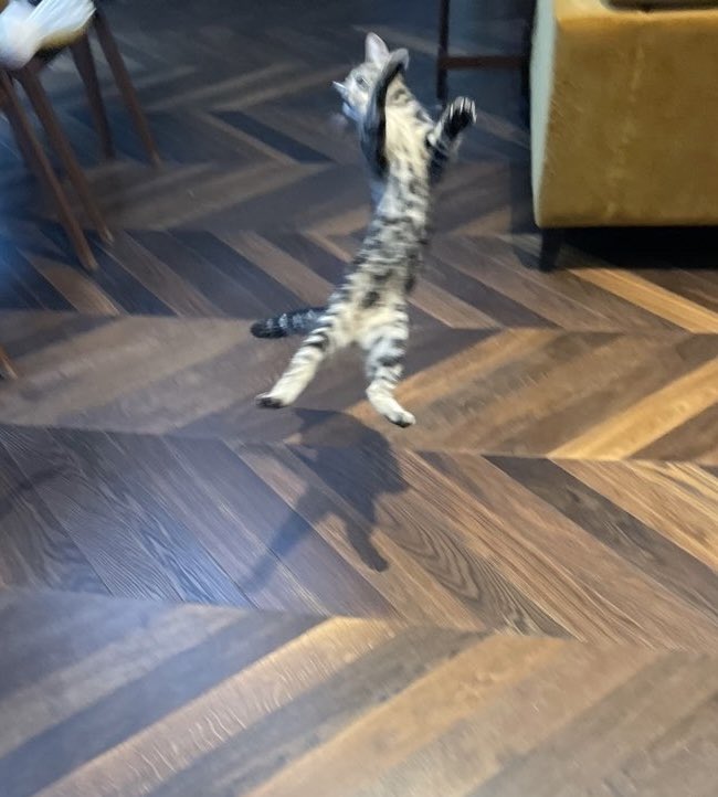 Richard Osman tweet media