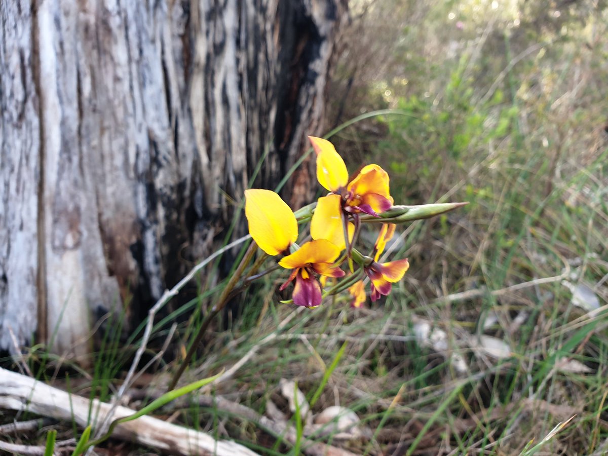 suewaters's tweet image. Spring has arrived in Australia, and the bush is bursting with life! 🌸🌿 One of my favorite things about this season is spotting wildflowers on my walks 🌞🌷 #SpringInAustralia #Wildflowers #BushWalks #AustralianFlora