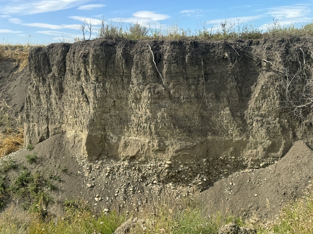 dinojonrox's tweet image. And many sedimentary structures to die for :) including palaeosols, rippled sandstone and lag filled channels with scoured bases