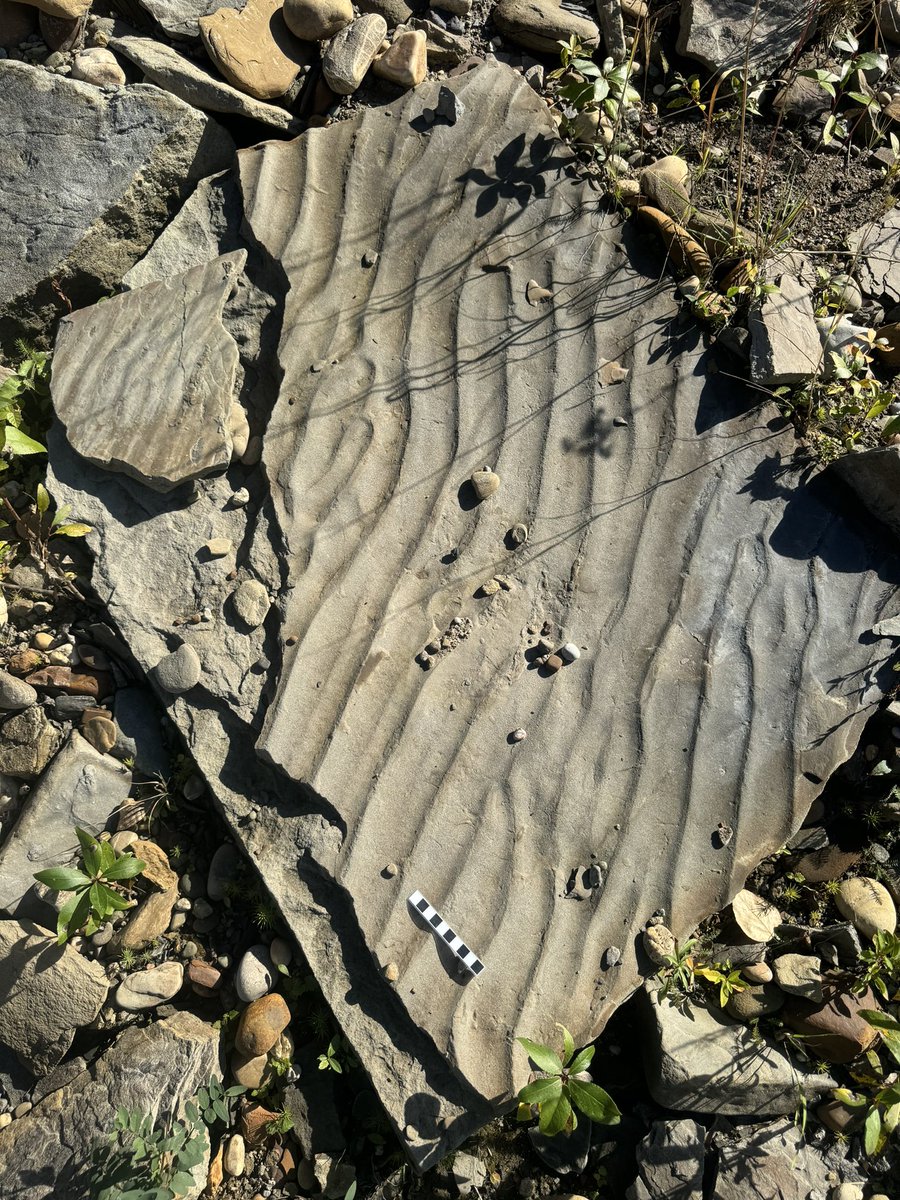 dinojonrox's tweet image. And many sedimentary structures to die for :) including palaeosols, rippled sandstone and lag filled channels with scoured bases