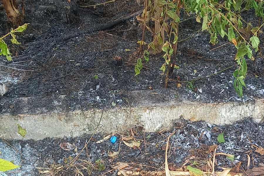 osservatore italia tweet media