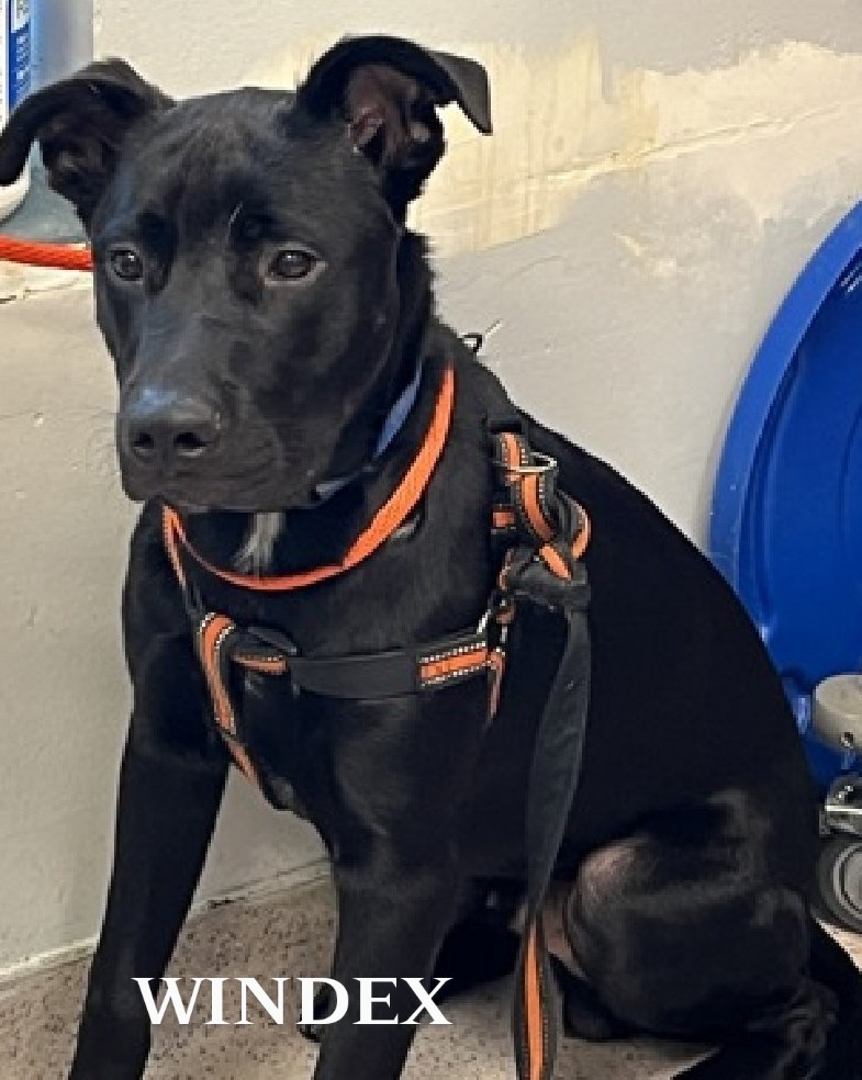 WINDEX💙   209916
#NYCACC
Black lab mix came in as a stray &amp; is so scared!
He's 2 yrs old, trembling with his tail tucked😔
Pees on himself when staff tries to interact w/him.
Needs a loving, experienced foster to help him feel safe &amp; loved💞
FOSTER/RESCUE #PLEDGE PLEASE 🙏🆘💉😔