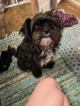 millypod1's tweet photo. SKYE HOME SAFE. THANKS FOR RT's😊🐕🐾

🆘6 SEPT 2024 #Lost SKYE #ScanMe
Black /White Japanese Chin Female 
What 3 Words: Songbook Silver Drizzly 
nr Feltwell Growers #Fetwell #Thetford #IP26 https://t.co/CGsUjZGA1a https://t.co/3SsSUGE1pT