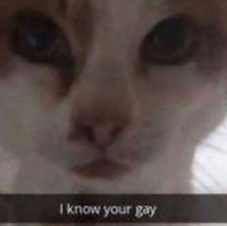 Punch Cat (@punchingcat) on Twitter photo 