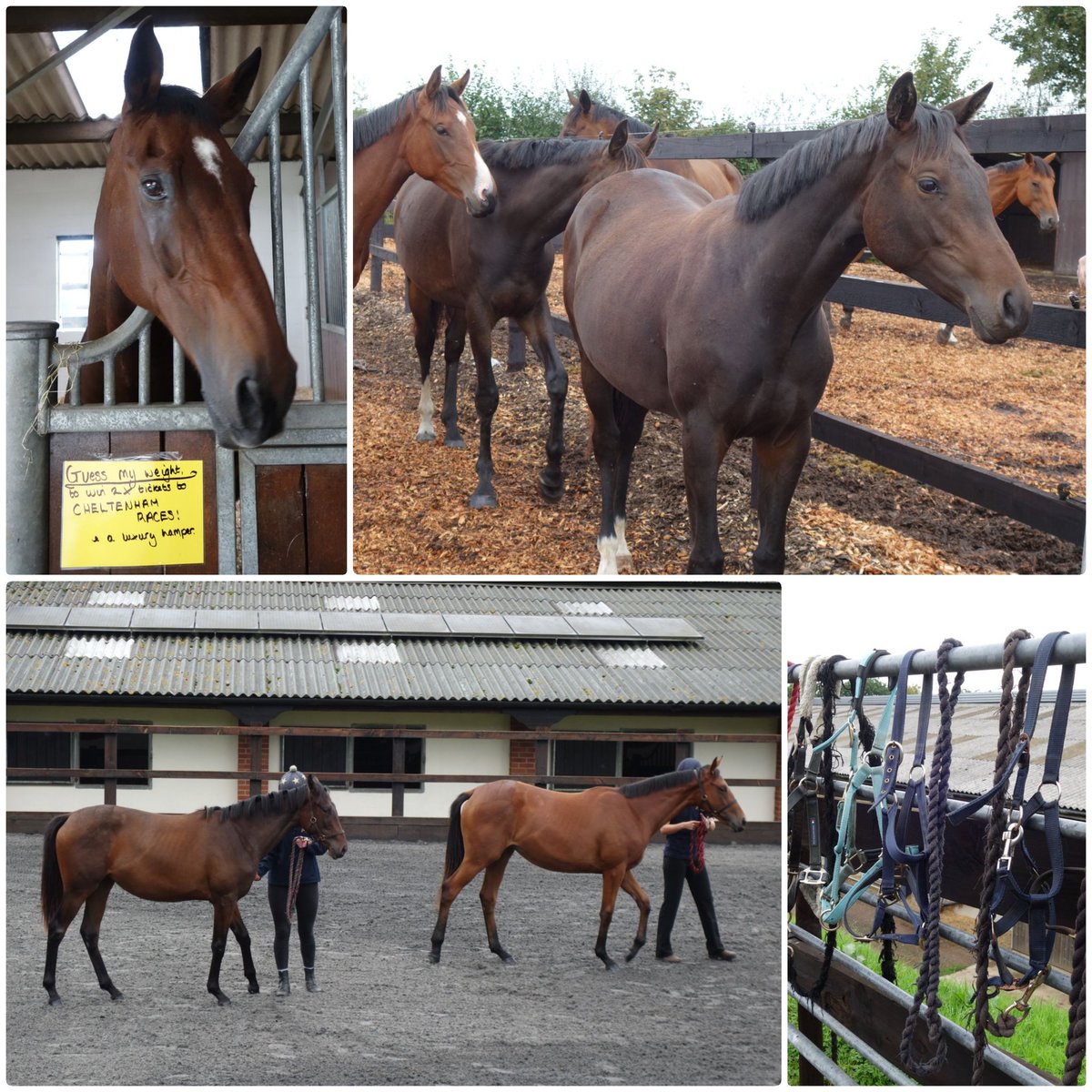 NeatyC's tweet photo. Informative &amp; interesting visit To Molland Ridge Stud today for #NationalRacehorseWeek. Old favourites and possible future stars on show. We asked Monkerty Tunkerty to whisper his weight to us so we could win the prize but he was keeping mum! @GBRacing @JessWestwood https://t.co/lZJCouFCTr
