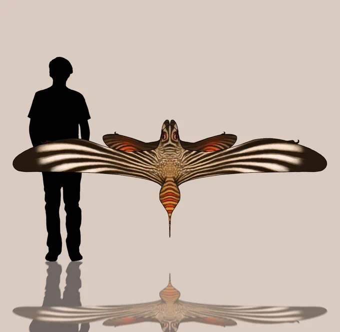 This is Heliopteryx fasciatus, and is the first canon flying creature of Faeothon! derived from arboreal predators that would jump from tree to tree in attempts to ambush prey. As forests become more sparse for some species, or prey were farther away, it would be advantageous to have a sort of patagium, so that they can glide farther and reach more and more prey. This easily lead to a life where active flight would not only help in hunting prey, but also means their hunting grounds have expanded vastly.

Due to Faeothon's slightly lower gravity and slightly denser atmosphere, as well as Hexapods efficient respiratory system. The skies are to be ruled by giants, and those beneath must be wary.