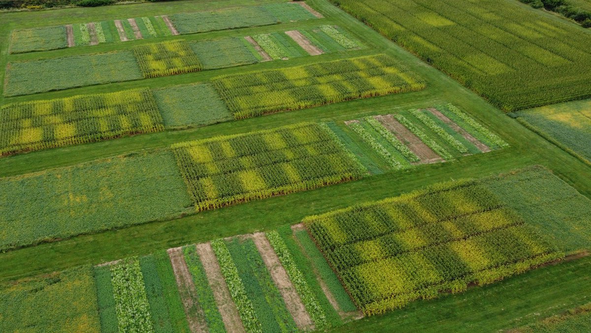 Dave Hooker (@cropdoc2) on Twitter photo Since 2017, our long-term cover crop study <a href="/RidgetownCampus/">Ridgetown Campus</a> (with a sister site in Elora, managed by <a href="/aacorrendo/">Adrian Correndo</a>) has explored various cover crop intensities x 4 tillage-crop rotation treatments x 4 reps. In the photo taken yesterday, the cover crop strips in wheat stubble are Since 2017, our long-term cover crop study <a href="/RidgetownCampus/">Ridgetown Campus</a> (with a sister site in Elora, managed by <a href="/aacorrendo/">Adrian Correndo</a>) has explored various cover crop intensities x 4 tillage-crop rotation treatments x 4 reps. In the photo taken yesterday, the cover crop strips in wheat stubble are