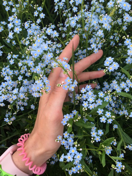 Forget-me-not flowers
