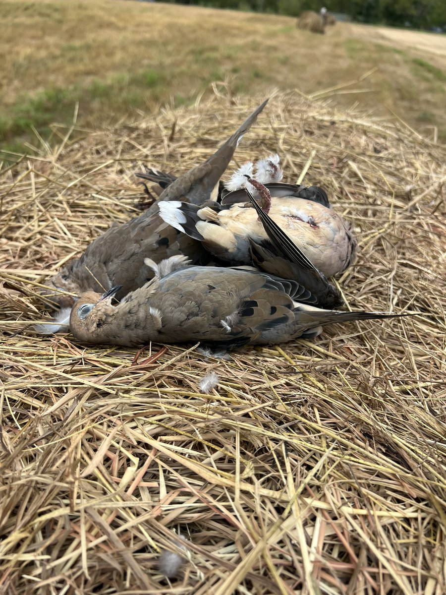 Joey Jones tweet media