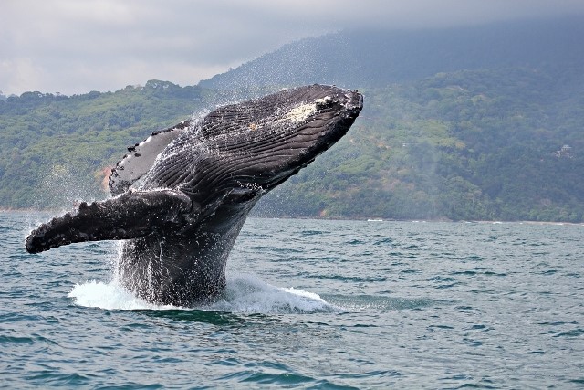 #CostaRica's Whales &amp; Dolphin Festival returns this month, who’s excited?

Taking place, 7-8 September, on the coast of Bahia Ballena, this festival celebrates the arrival of humpback whales and dolphins to the Pacific coast of Costa Rica!