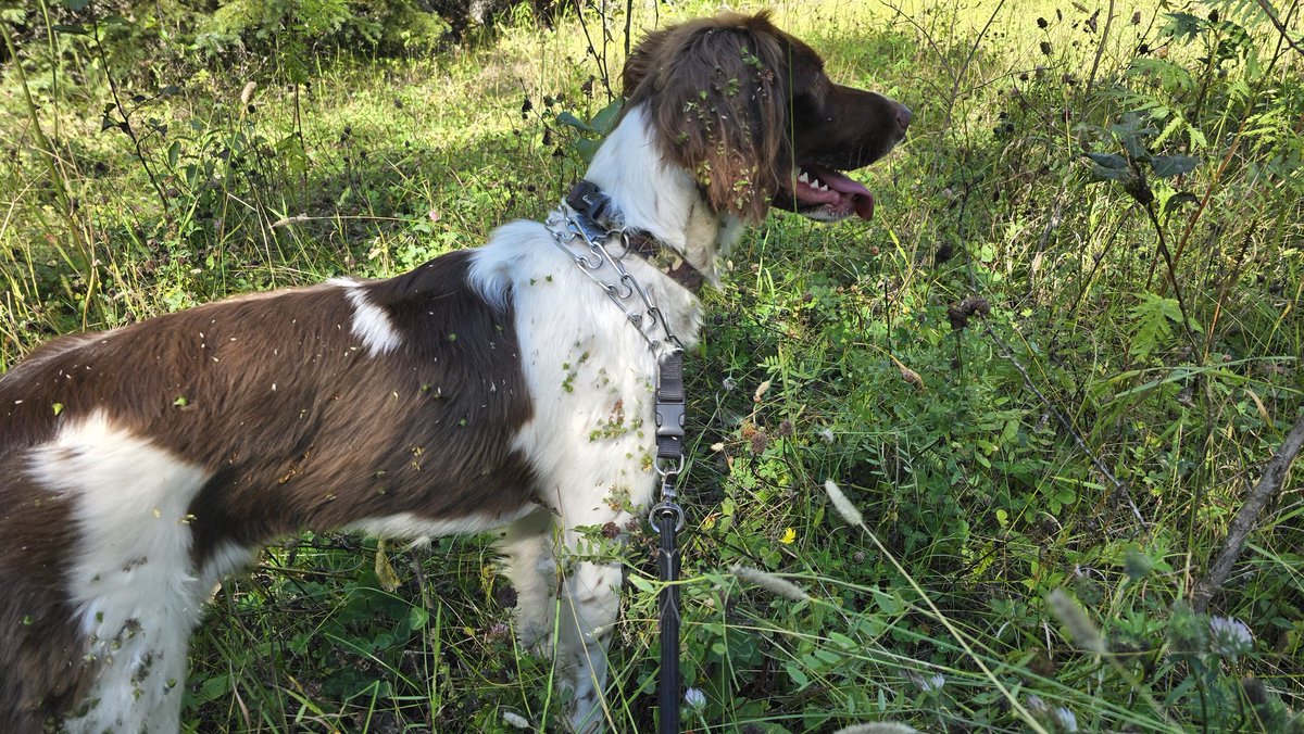 dc__outdoors's tweet photo. So many burrs.
. . .
It took me half an hour to brush all these out after a few hours with Maxx in the woods.
#Hunting #huntingdog #dogsofinstagram #birdhunter #brittanydogs #dog #hunter #youtube #YouTuber #snacksquad #teamsnacks #DCOUTDOORS https://t.co/2Jl3UAassI
