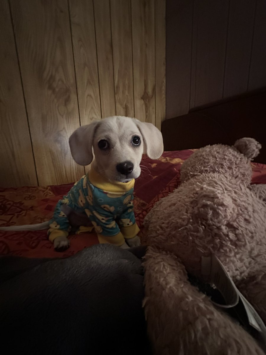 dramaqueenjs's tweet photo. Cute puppy pic just to brighten your day 
#dog #puppy #puppylove #dogsinclothes #goodnight #cutie https://t.co/rpU51Giz0M