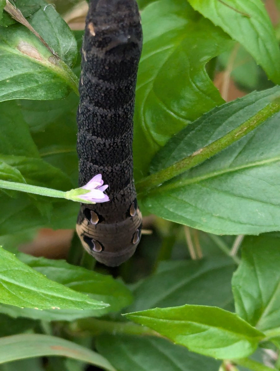So quite a few young elephant hawk moth caterpillar in the wildlife bit of the garden , chuffed not seen any for at least 20 years
#Nature
#Hawkmothcaterpiller