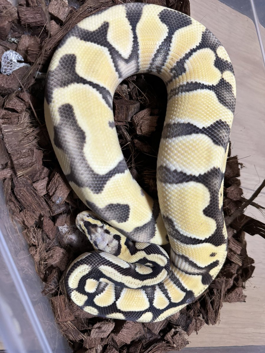 R&M Reptiles tweet media