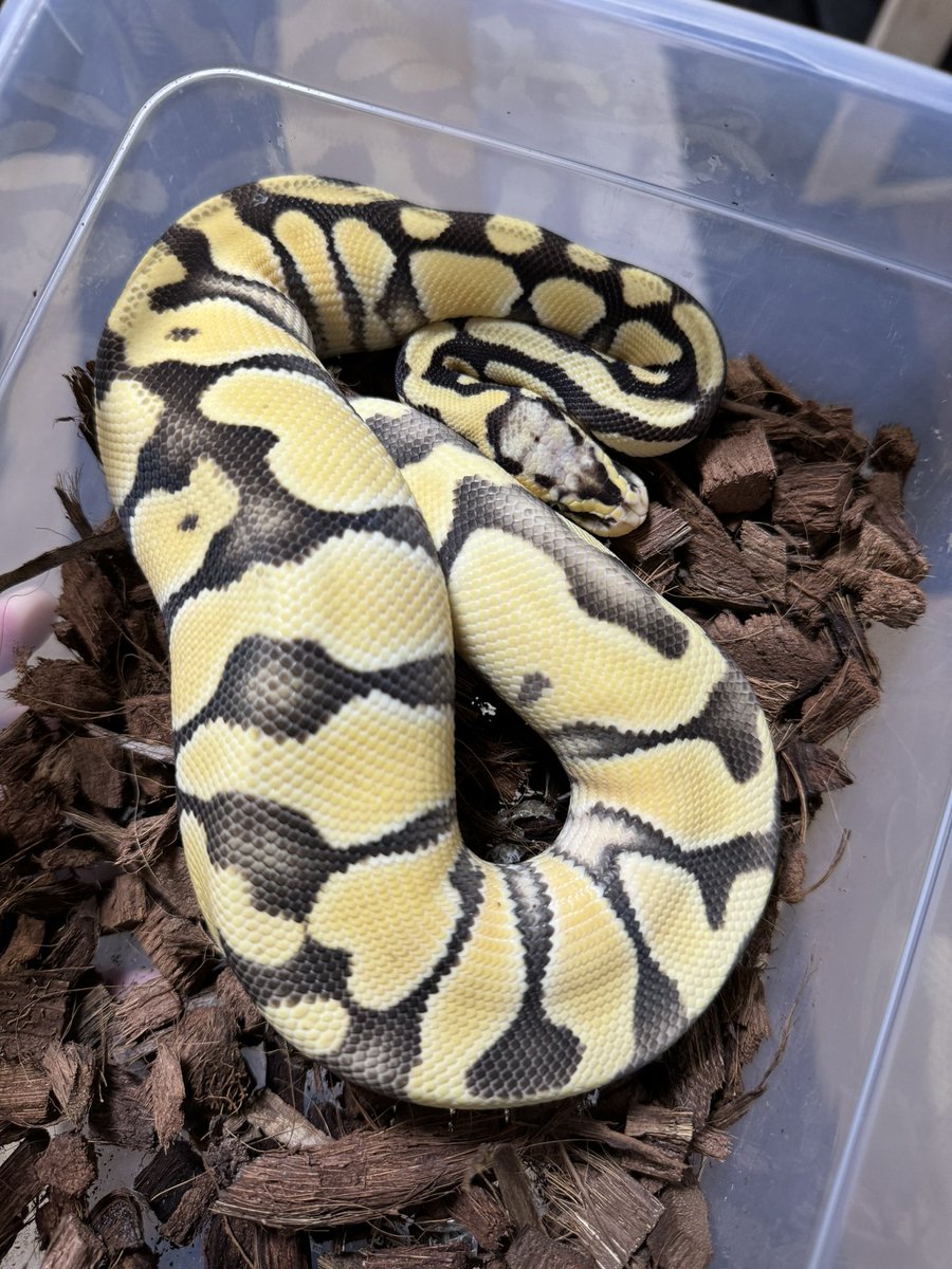 R&M Reptiles tweet media