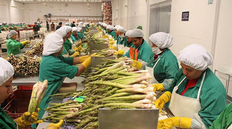 AGAP_PERU's tweet image. #AGAP: "Es el peor momento de la agroexportación para actualizar el drawback"

Gabriel Amaro, presidente del gremio, señaló que el impacto de esta eventual medida en el rubro es “tremendo”, dado que el 85% del sector agroexportador corresponde a la pequeña y mediana agricultura.