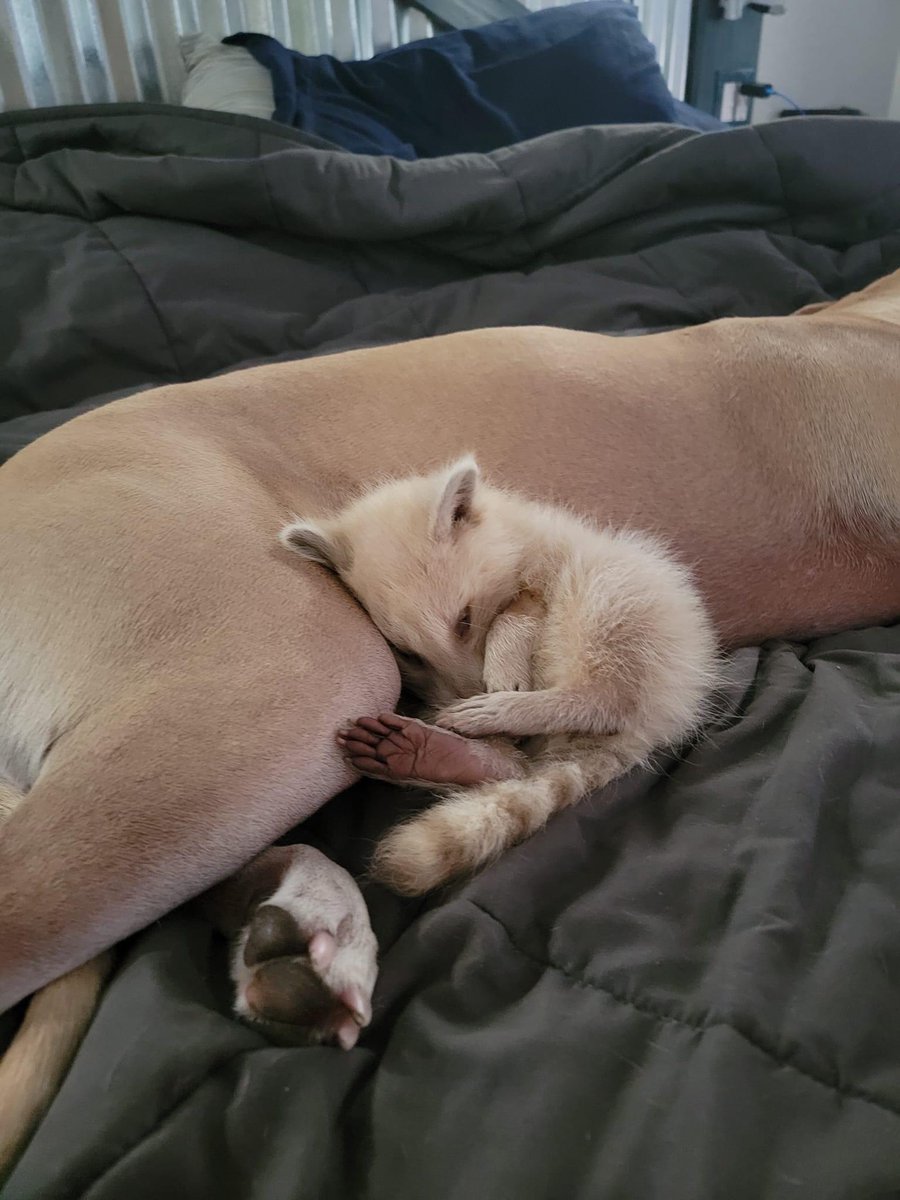 Raccoons Hourly (@raccoonhourly) on Twitter photo 