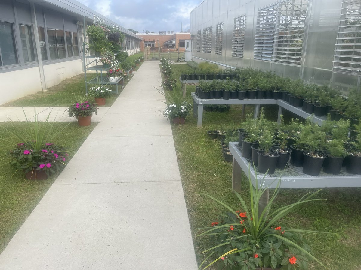 Brian Hayes 🇺🇸🦅 (@nbc_hayesag) on Twitter photo Students helped set up plant displays today at our FFA Fall Mum/Plant Sale! We are open today until 12 noon! Stop by to support <a href="/NBC_FFA/">Northern FFA</a> Students helped set up plant displays today at our FFA Fall Mum/Plant Sale! We are open today until 12 noon! Stop by to support <a href="/NBC_FFA/">Northern FFA</a>