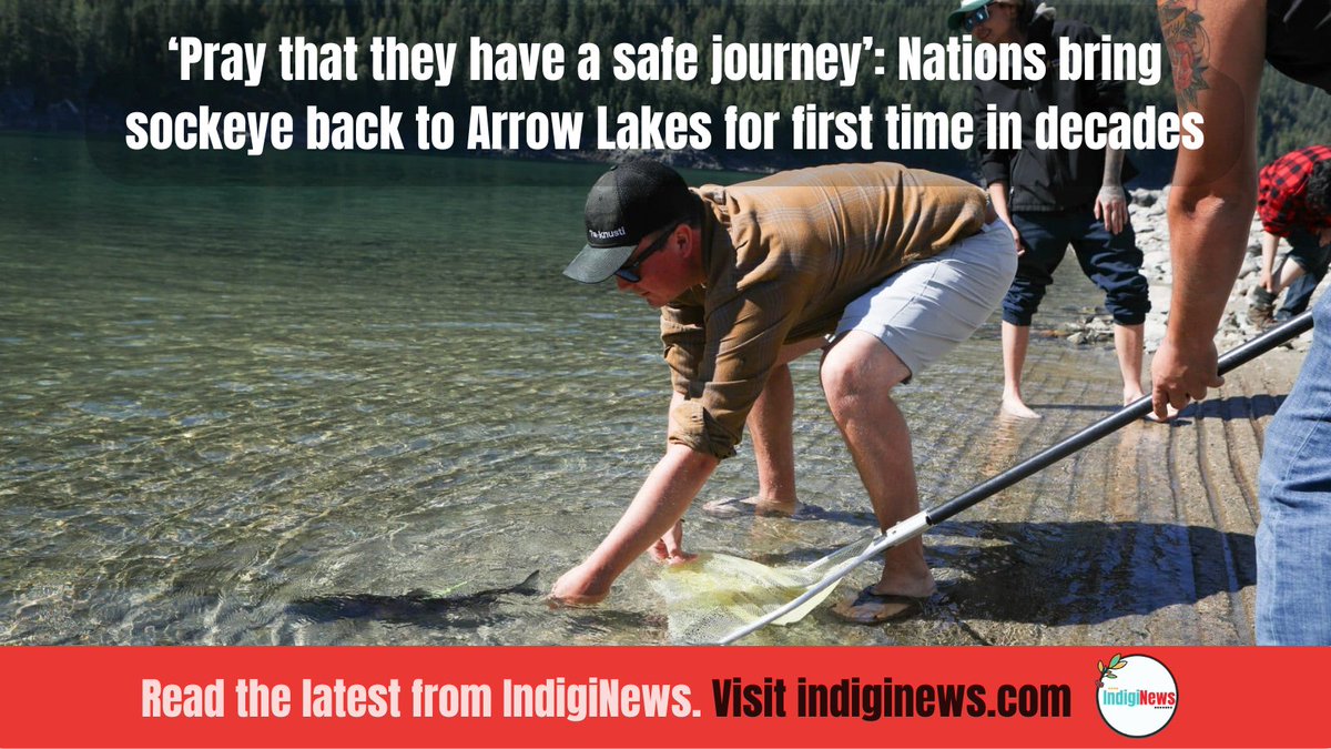 IndigiNews (@indiginewsmedia) on Twitter photo Researchers study how well the salmon species can spawn and survive in the Upper Columbia River system, despite years being blocked from returning
l8r.it/R7RG
Story by <a href="/aaron_hemens/">Aaron Hemens</a> Researchers study how well the salmon species can spawn and survive in the Upper Columbia River system, despite years being blocked from returning
l8r.it/R7RG
Story by <a href="/aaron_hemens/">Aaron Hemens</a>