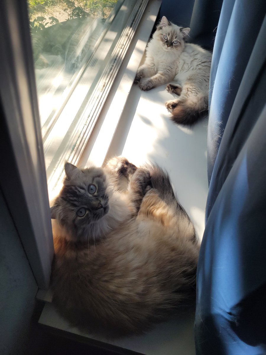 OurManFlip's tweet photo. These are my cats. https://t.co/Ne1U7cmVbM