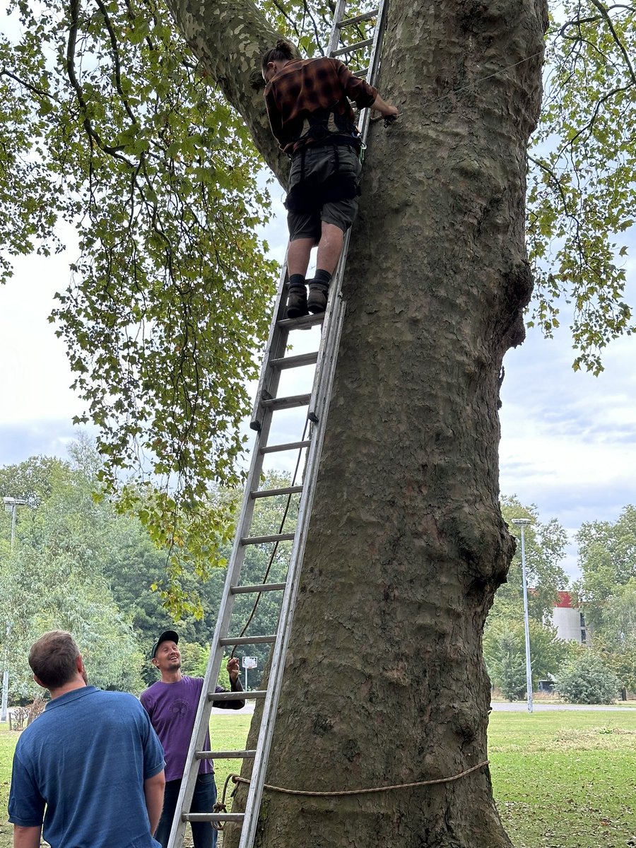 MillfieldsUG's tweet image. Setting up for the free community Tree Circle Cinema tonight in South Millfields park. Also family dance sessions at 5.30 and 6.30 with Wild Things. Come & join us!
