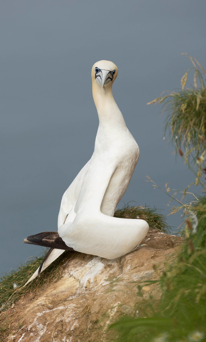 paulmiguelphoto's tweet image. Northern Gannet trying to make itself look as weird as possible..