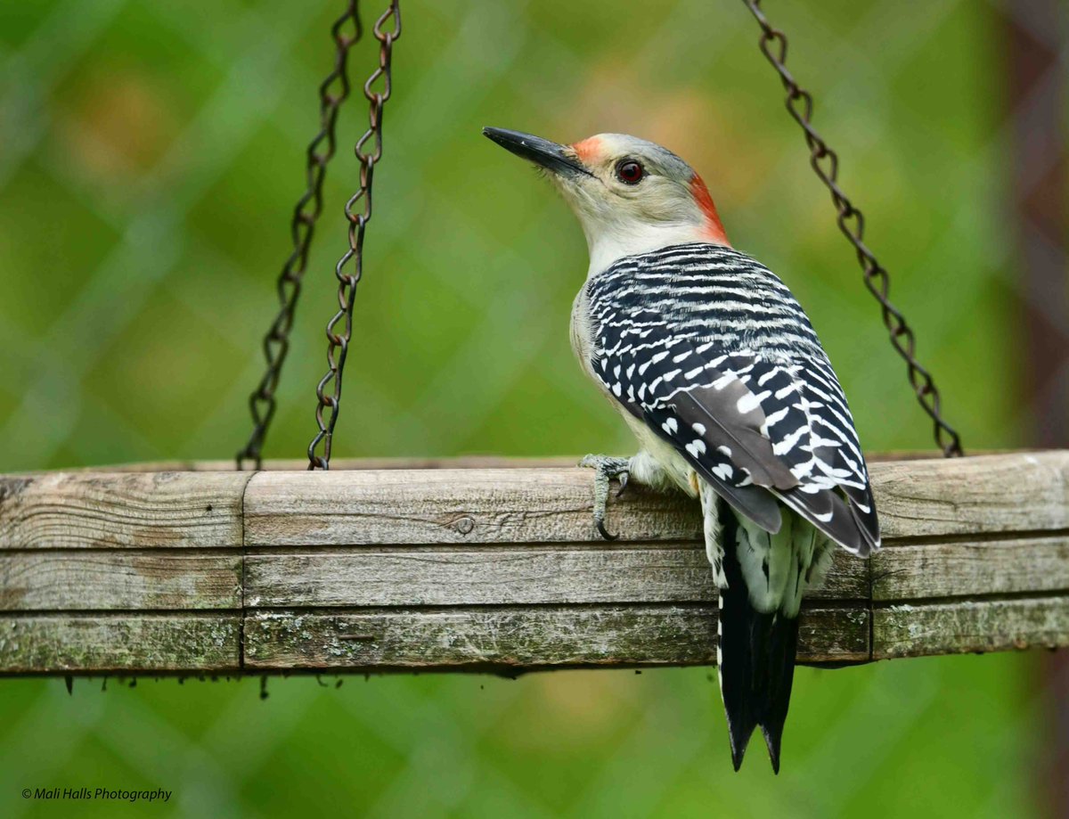 Red-bellied Woodpecker.

#BirdTwitter #Nature #Photography #wildlife #birds #TwitterNatureCommunity #birding #NaturePhotography #birdphotography #WildlifePhotography #Nikon