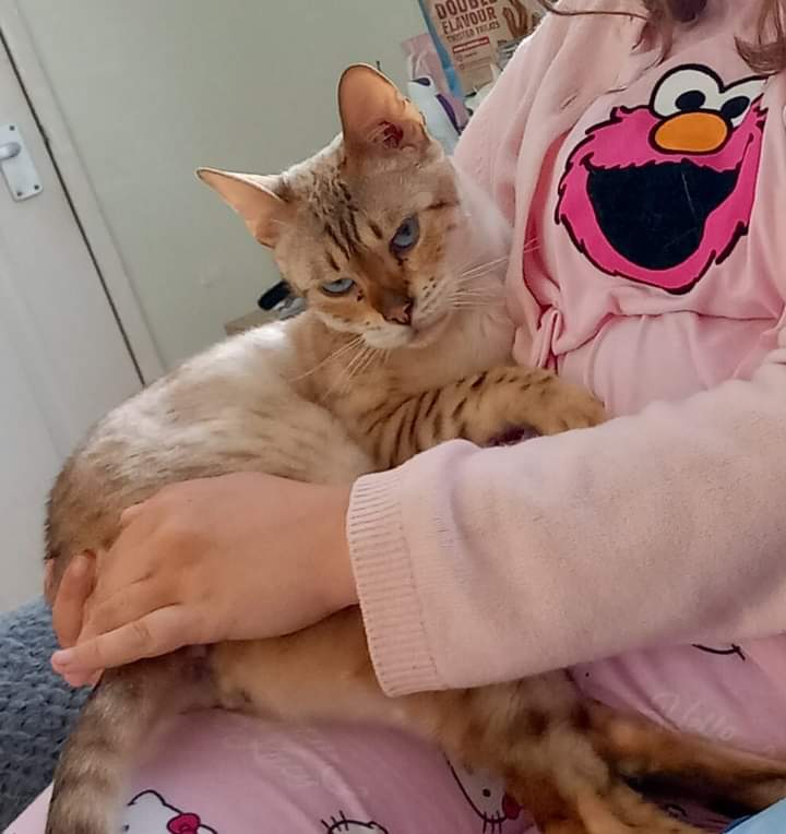 Male #SnowBengal #cat Blizzard is #missing from #Pinehurst #Swindon #Wiltshire #SN2 Area. He is very shy and it's not like him to go off like this. Blizzard is #chipped and very much missed by all his family.