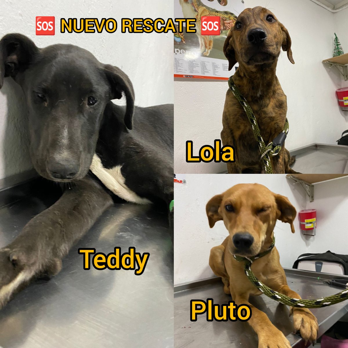 FundacionLucila's tweet photo. 🆘 NUEVO RESCATE 🆘 

Ayer nos dejaron estos 3 perritos en la fundación, los dejaron amarrados a la puerta... 💔😔. No estamos rescatando perros porque no tenemos espacio ni las condiciones económicas para mantener más, y aún así, vienen y los dejan ahí. Buscamos fundaciones o https://t.co/c9PMXT1r2g