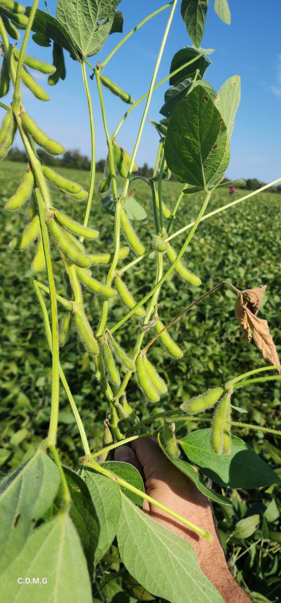 Last day of the crop assessment tour. Next harvest will be awesome. This is the best time to place your DTN offers because next week is the release of the Sept USDA report.