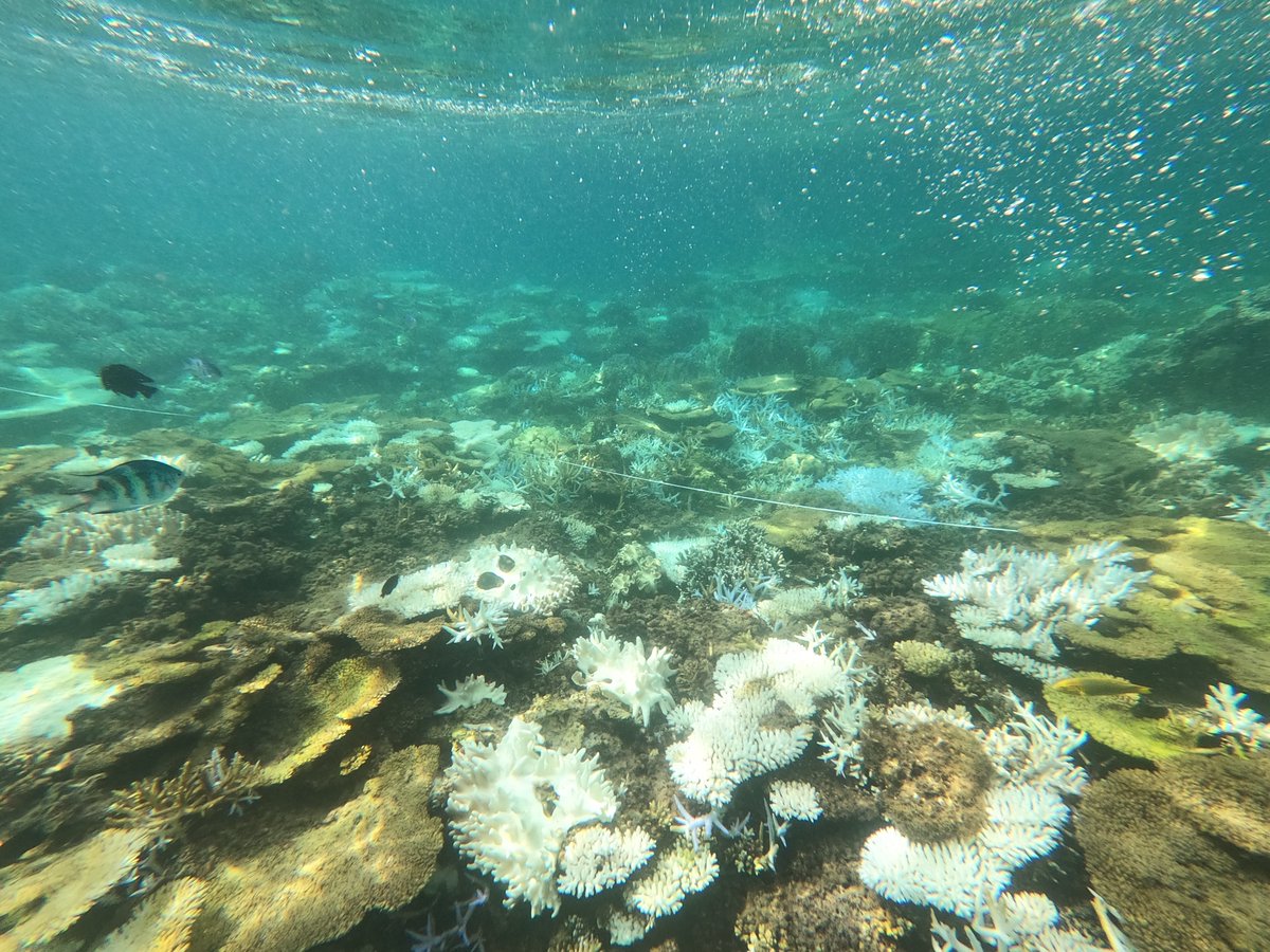 Severe coral bleaching around Okinawa: A vivid reminder of the urgent need for climate action. 🪸🪸Let’s protect these underwater treasures before they’re gone.  #Coralbleaching #okinawa #marineconservation #Climateaction #climatechange