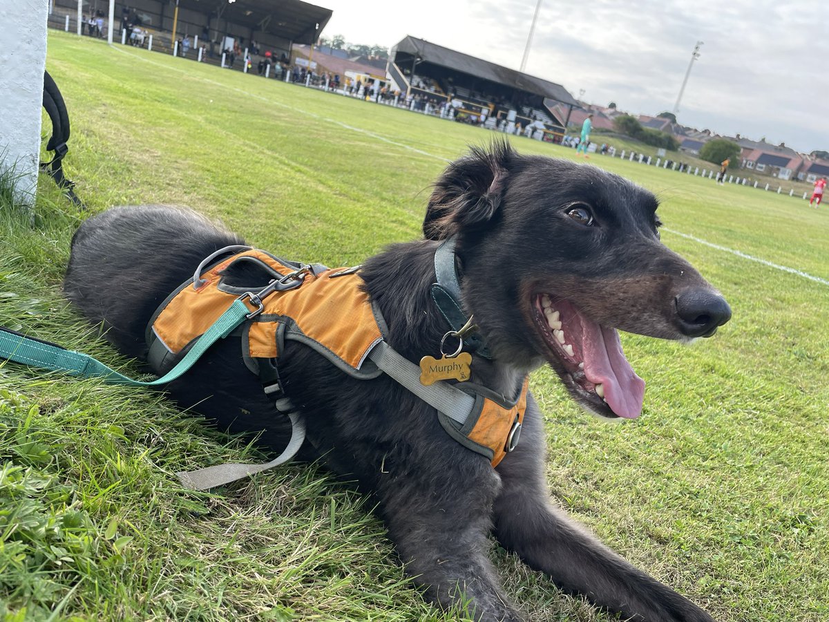 MillfieldMurphy's tweet photo. Pitchside snacks and naps at @crooktown_afc Millfield watching the Black and Ambers beat Easington 1-0 #nonleaguedogs https://t.co/qJpCUlJ9Bk