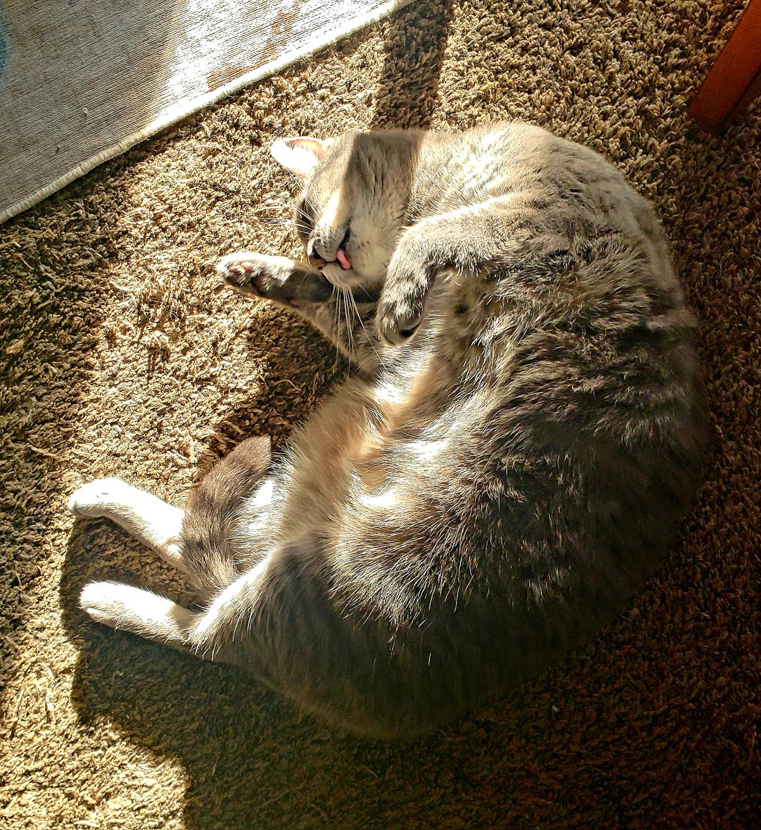 Happy #Caturday from wobbly cat Gogo and her blep.