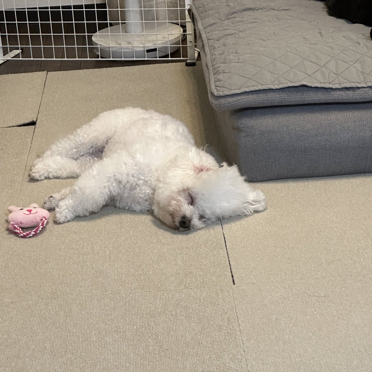 笑ってる🐻‍❄️

#ビションフリーゼ