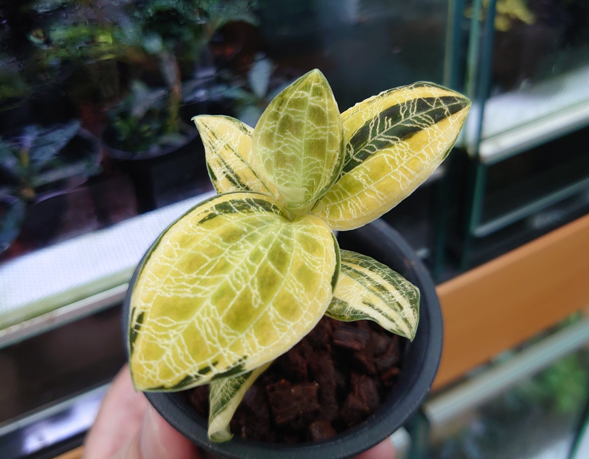 ジュエルオーキッド 黄桜 ジュエルオーキッド 黄桜