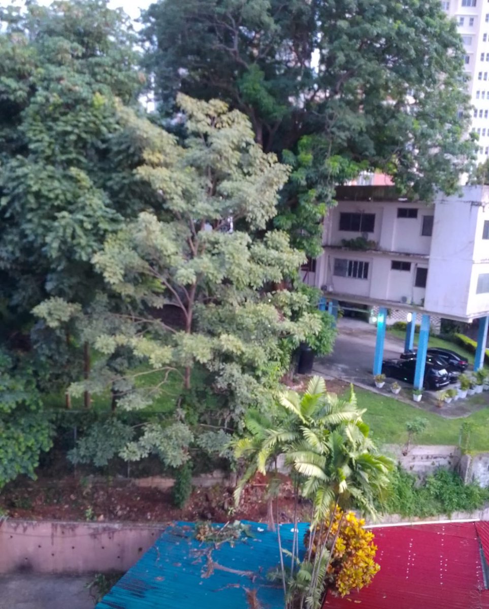Natpadc's tweet photo. En la servidumbre del edificio Carrillon en Vía Argentina están socavando la tierra y es un área en declive donde hay árboles grandes que se pueden caer en área de estacionamientos @MiAmbientePma @Mayer @juancanavarro @salvadoraviad @JCBellaVista @BVNewsPanama @CesarKiamco https://t.co/YfQgC5MMFo