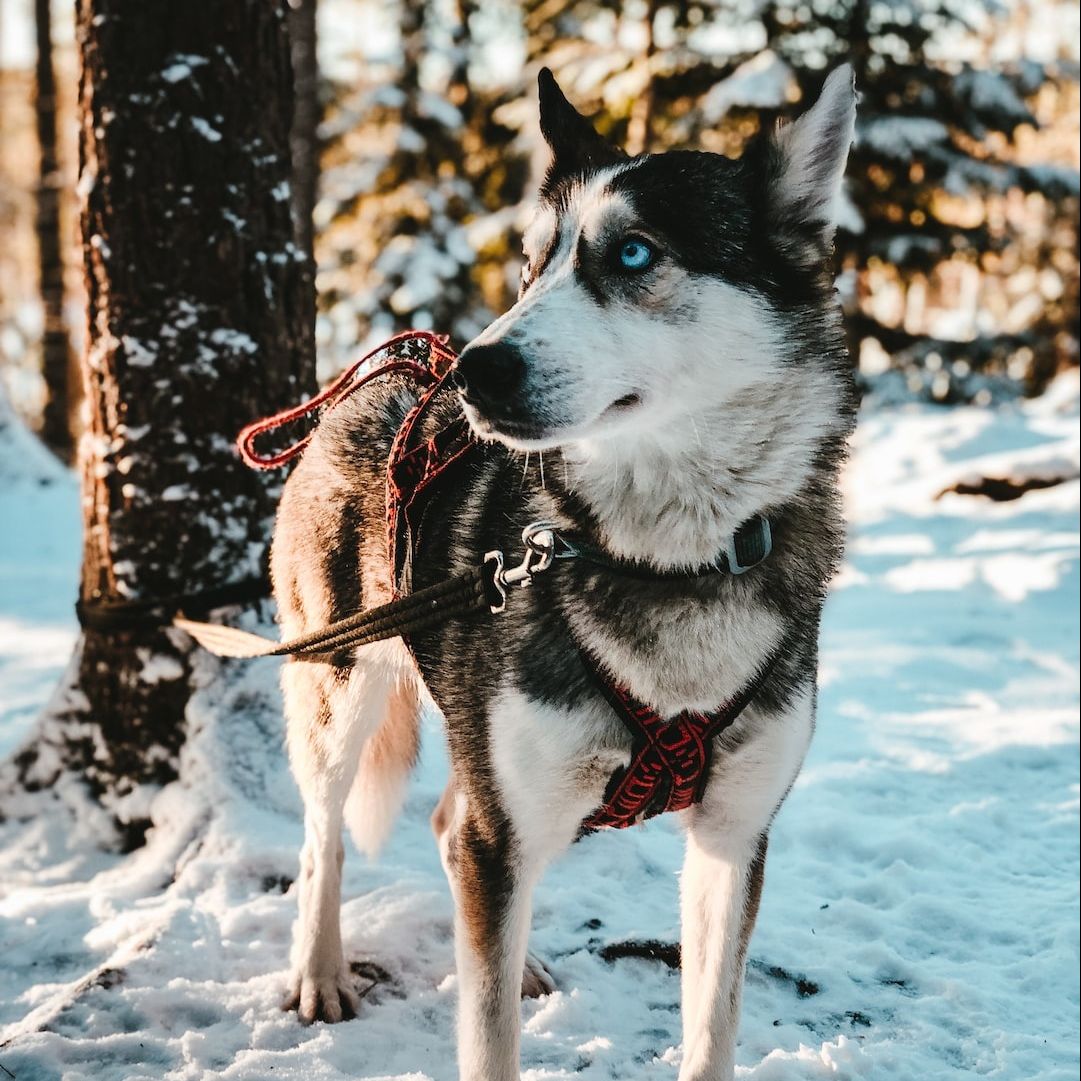 VIP_SKI's tweet image. From adrenaline-pumping activities to cosy mountain restaurants, and everything in between, our Morzine A-Z blog is full of our favourite things to do on and off the slopes ❄️

Read our insider's guide here: vip-chalets.com/blog/a-z-morzi…

#Morzine