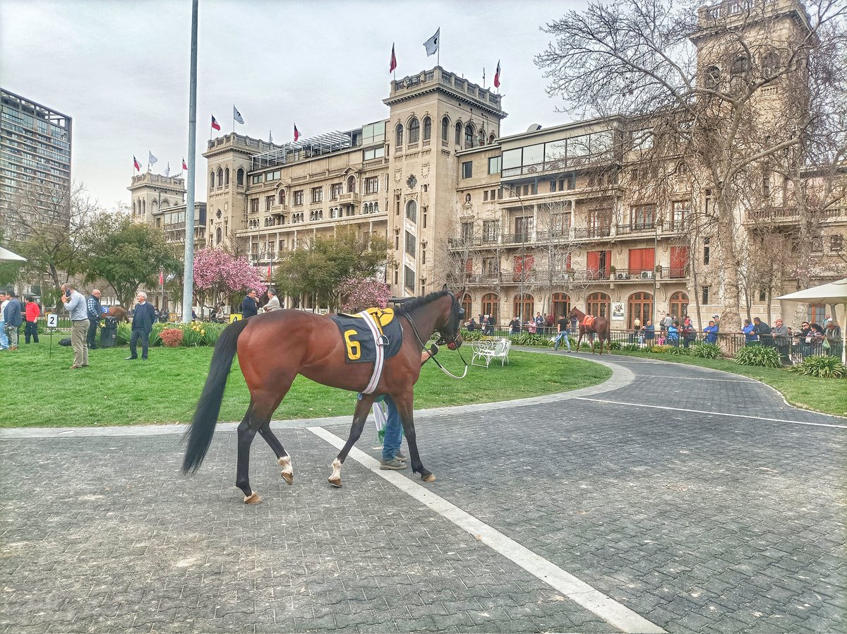 ClubHipico_Stgo's tweet image. 🌤️ Que sea un hermoso sábado para todos y contamos las horas para encontrarnos en nuestra próxima jornada de competencias, este lunes 9 de septiembre.

💻 Revisa el programa en clubhipico.cl.

#ClubHípicodeSantiago #Hípica #Hipismo #Carreras #CarrerasDeCaballos #Caballo