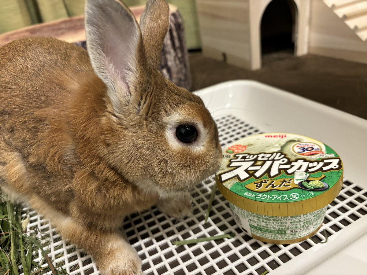 ずんだ🐰とずんだ🫛